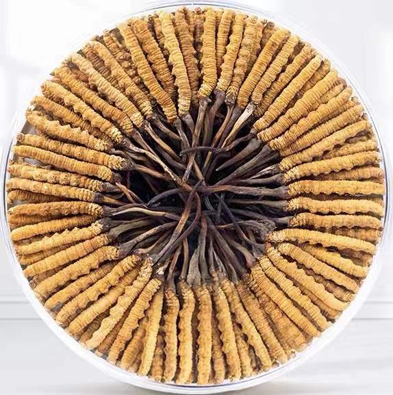 霍城冬虫夏草回收